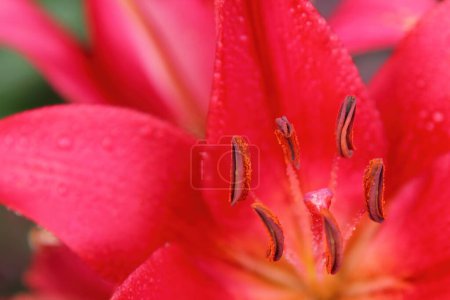 Photo for Red lily a bud on a stalk - Royalty Free Image