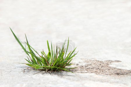 Téléchargez les photos : L'herbe verte germée - en image libre de droit