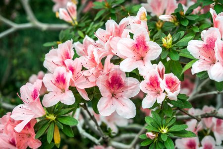 Téléchargez les photos : Arbuste d'azalée en fleurs. Beau fond floral - en image libre de droit