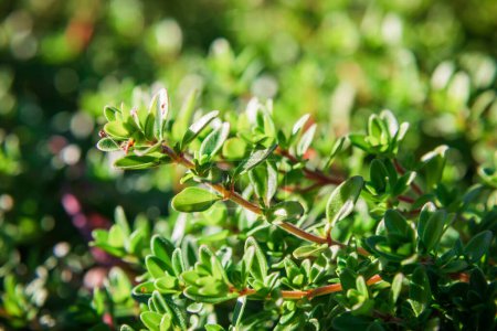 Photo for Plant with green leaves a thyme - Royalty Free Image