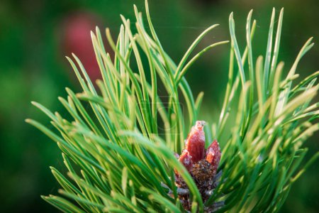 Photo for New buds on the branches of pine - Royalty Free Image