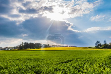 Photo for Meadow grassland green and yellow rape sunlight and clouds - Royalty Free Image