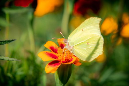 Téléchargez les photos : Papillon est assis sur une fleur un souci - en image libre de droit