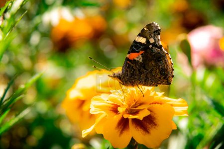Foto de Mariposa se sienta en una flor una caléndula - Imagen libre de derechos