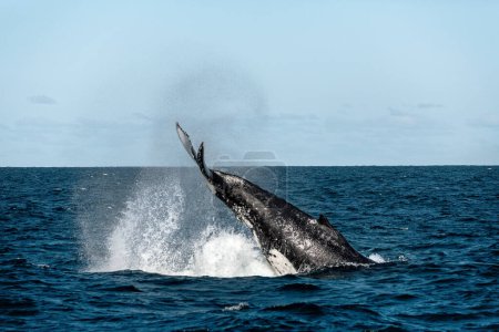 Foto de Cola de ballena Golpeando fondo - Imagen libre de derechos