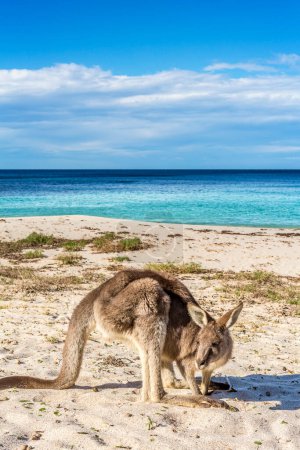 Téléchargez les photos : Faune indigène, les kangourous sur la plage en Australie - en image libre de droit