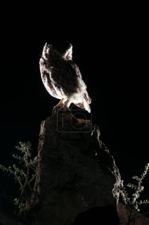 Téléchargez les photos : Hibou d'Athene noctua, perché sur un rocher la nuit, Petit Hibou - en image libre de droit