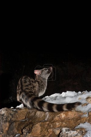 Photo for Common genet - Genetta genetta, Spain, on a rock with snow - Royalty Free Image