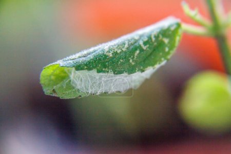 Photo for Caterpillar in a cocoon on a mint leaf. Close-up. - Royalty Free Image