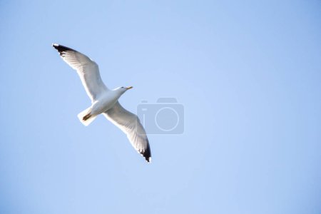 Téléchargez les photos : "Mouette unique volant dans le ciel
" - en image libre de droit