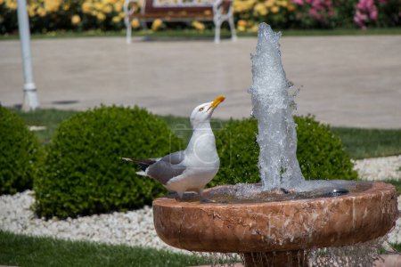 Téléchargez les photos : "Mouette unique au bord d'une fontaine
" - en image libre de droit