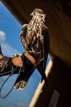 Téléchargez les photos : "Falcon hawk bird assis sur la main des fauconniers pendant le spectacle
" - en image libre de droit