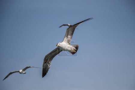 Téléchargez les photos : "Mouettes volant dans le ciel
" - en image libre de droit