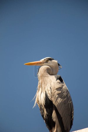 Foto de " Lindo pájaro como naturaleza Vida silvestre fondo
" - Imagen libre de derechos