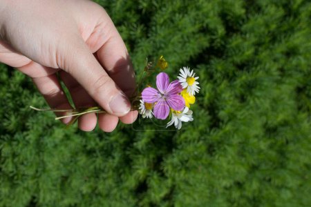 Foto de "Increíbles flores de primavera de colores en la mano
" - Imagen libre de derechos
