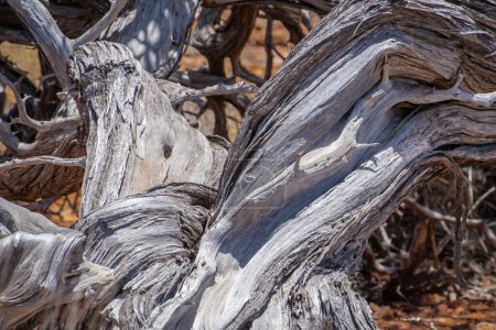 Téléchargez les photos : Vieille tige d'arbre tordue au ruisseau Yardie au parc national du Cap Australie - en image libre de droit