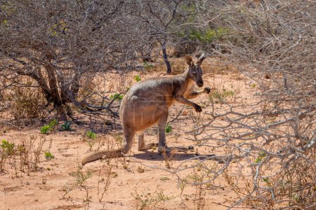 Foto de Canguro salvaje en el Parque Nacional Cape Range en Australia - Imagen libre de derechos