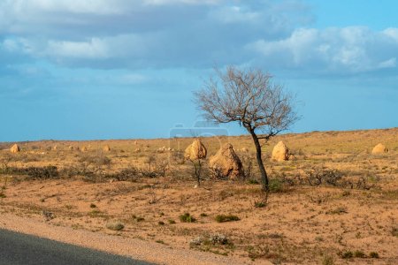 Téléchargez les photos : Dry tree next to termite hills in the Australian desert - en image libre de droit