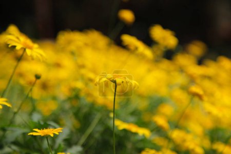 Foto de Flores de margarita amarilla de cerca - Imagen libre de derechos
