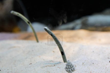 Foto de "Anguila de jardín bajo el agua. Increíble concepto de mundo submarino - Imagen libre de derechos
