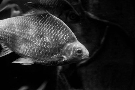 Photo for "Underwater black and white fish with scales" - Royalty Free Image