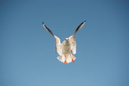 Foto de "Una sola gaviota volando en azul un cielo
" - Imagen libre de derechos