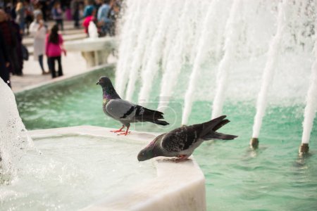 Téléchargez les photos : "Beaux pigeonniers en vivant en milieu urbain
" - en image libre de droit