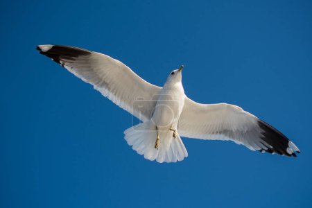 Téléchargez les photos : "Mouette unique volant en bleu un ciel
" - en image libre de droit