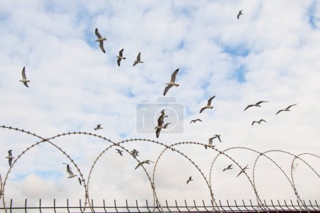Téléchargez les photos : "Un troupeau d'oiseaux vole dans le ciel au-dessus des clôtures" - en image libre de droit