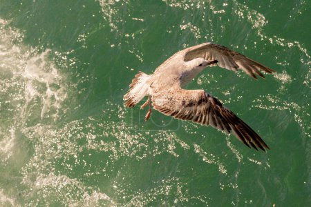 Photo for "Single seagull flying over sea waters" - Royalty Free Image