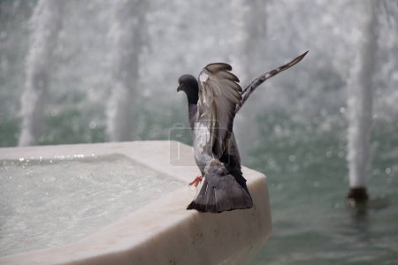 Téléchargez les photos : "Pigeon de ville au bord de la fontaine
" - en image libre de droit