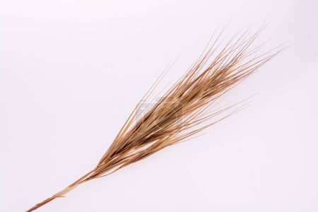 Photo for A wheat on white background, close up - Royalty Free Image