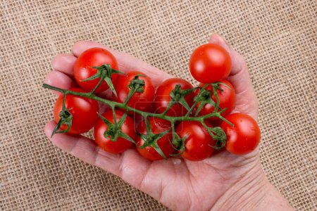 Photo for "Bunch of red ripe  cherry tomatos in hand " - Royalty Free Image