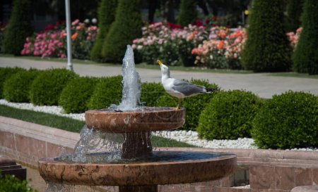 Téléchargez les photos : "mouette près de la fontaine dans une roseraie
" - en image libre de droit
