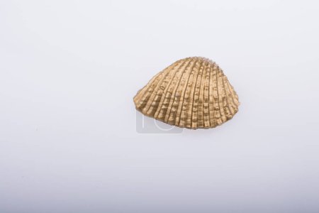 Photo for Little gold colored seashell - Royalty Free Image