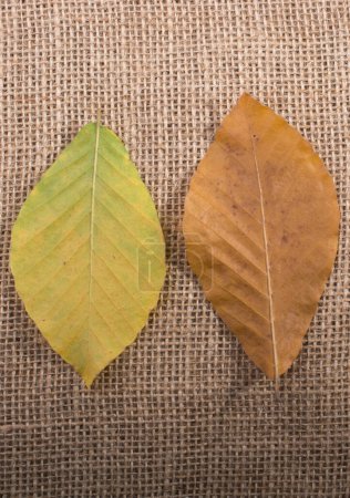 Téléchargez les photos : "temps sec de l'automne feuilles en vue
" - en image libre de droit