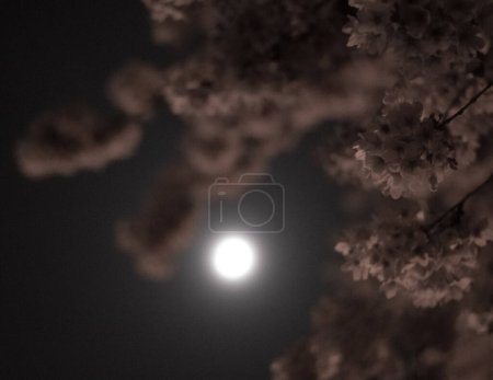 Téléchargez les photos : Ciel nocturne avec lune dans les nuages. astrologie science. satellite naturel - en image libre de droit