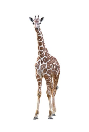Téléchargez les photos : Jeune Girafe isolée sur fond blanc - en image libre de droit
