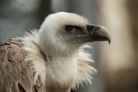 Photo for "A griffon vulture sits in the sunlight" - Royalty Free Image