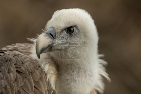 Photo for "A griffon vulture sits in the sunlight" - Royalty Free Image