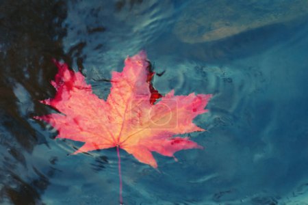 Téléchargez les photos : "Feuille d'érable d'automne coulant dans l'eau sombre. Concentrez-vous. Perte, dépérissement, concept de mort
" - en image libre de droit