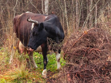 Téléchargez les photos : "Une vache noire égarée errait dans la forêt
" - en image libre de droit
