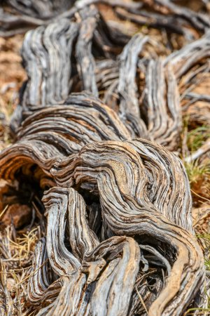 Téléchargez les photos : "Twisted almost dead old dry tree stem at the Yardie Creek Cape Range National Park Australie" - en image libre de droit