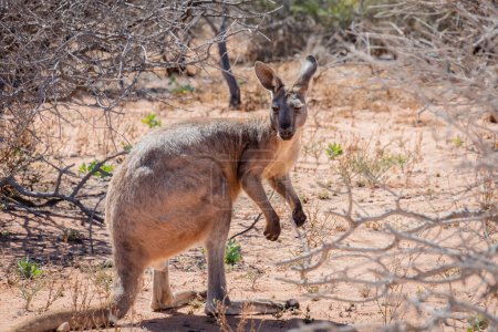 Photo for "Wild kangaroo at the Cape Range National Park in Australia" - Royalty Free Image