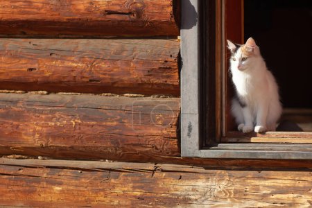 Foto de "Joven gato de tres colores en una puerta" - Imagen libre de derechos