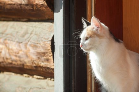 Photo for "Young three-colored cat in a doorway" - Royalty Free Image