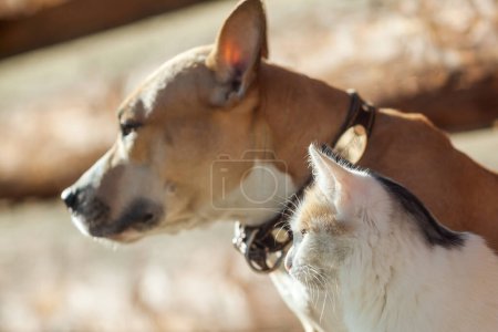 Foto de "perro y gato jugando juntos
" - Imagen libre de derechos