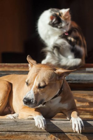 Téléchargez les photos : "Le chien se trouve sur les marches du chat proche" - en image libre de droit
