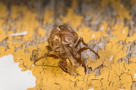 Téléchargez les photos : Cicada Nymph Shell vue de fond - en image libre de droit
