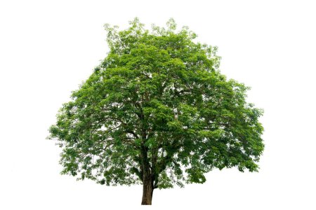 Téléchargez les photos : Grand arbre vert sur fond blanc - en image libre de droit